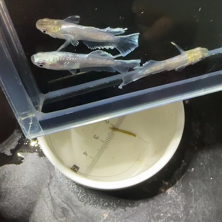 青鳉鱼紫金极龙54