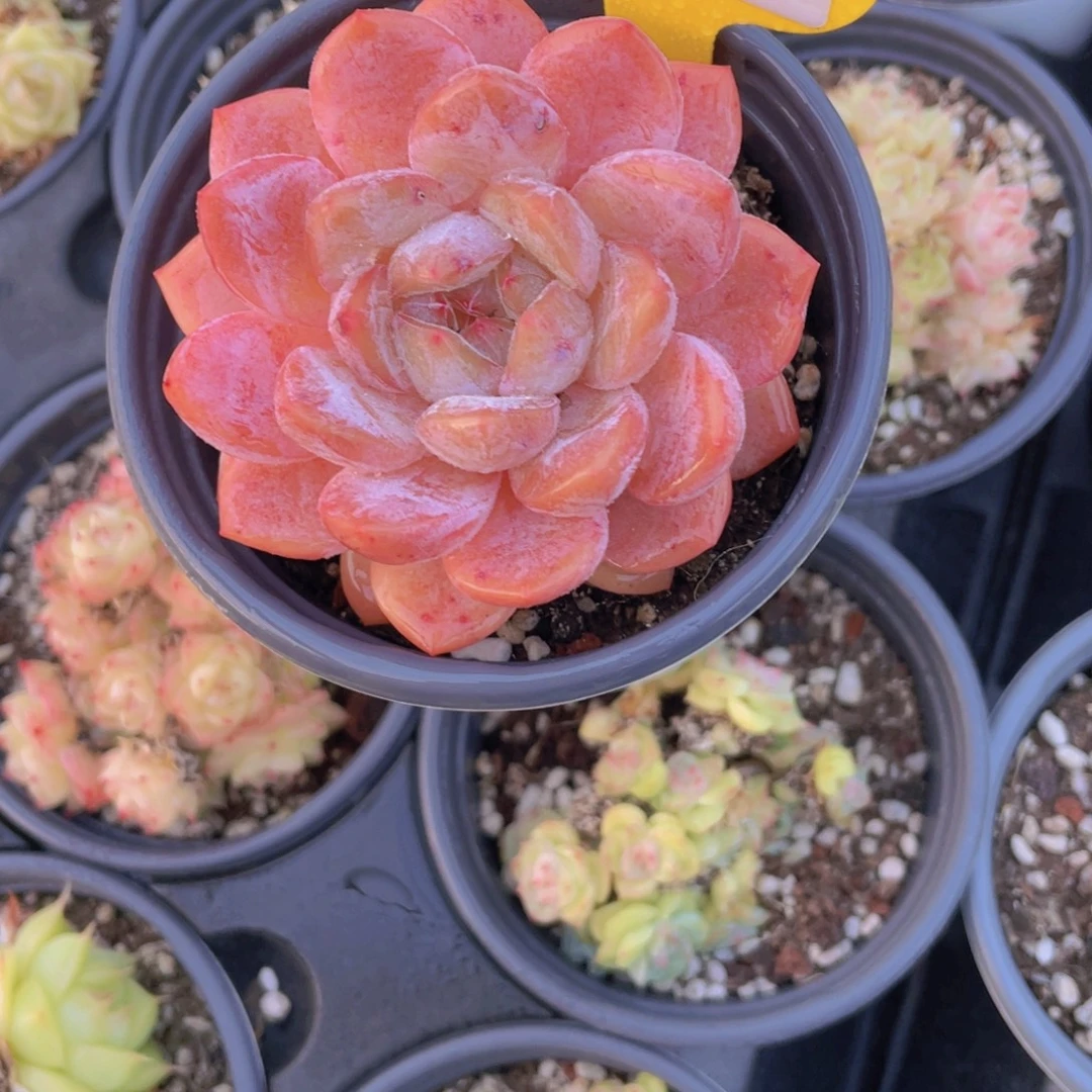 639号 全状态新品孤品一颗