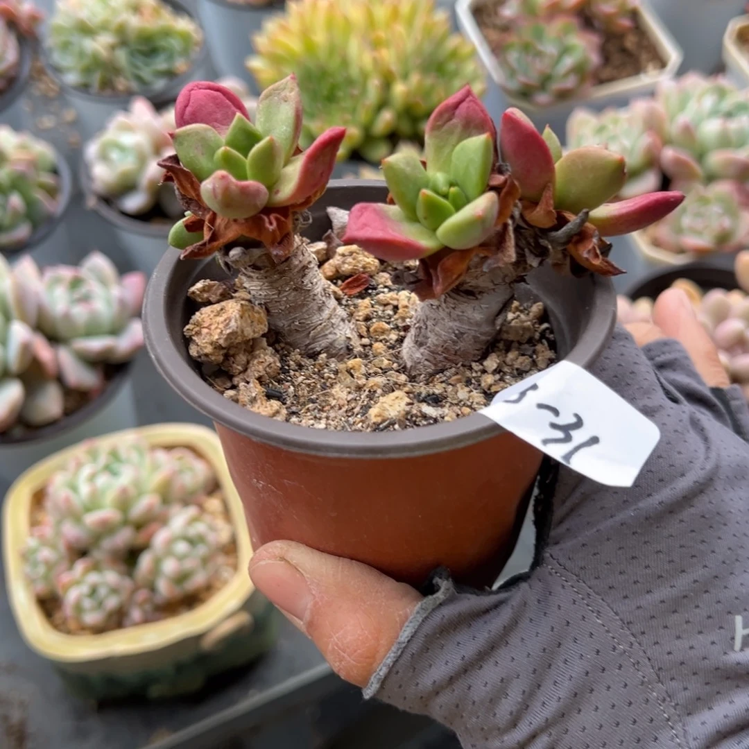 大****18-31绿体仙女杯小鹿园艺