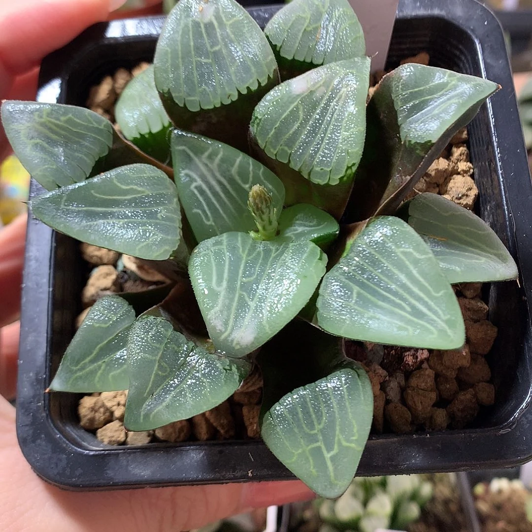 53号实生JP克带盆土