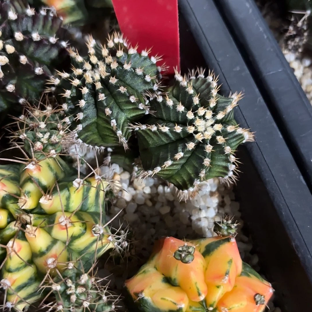 285-1106泰国发货多肉