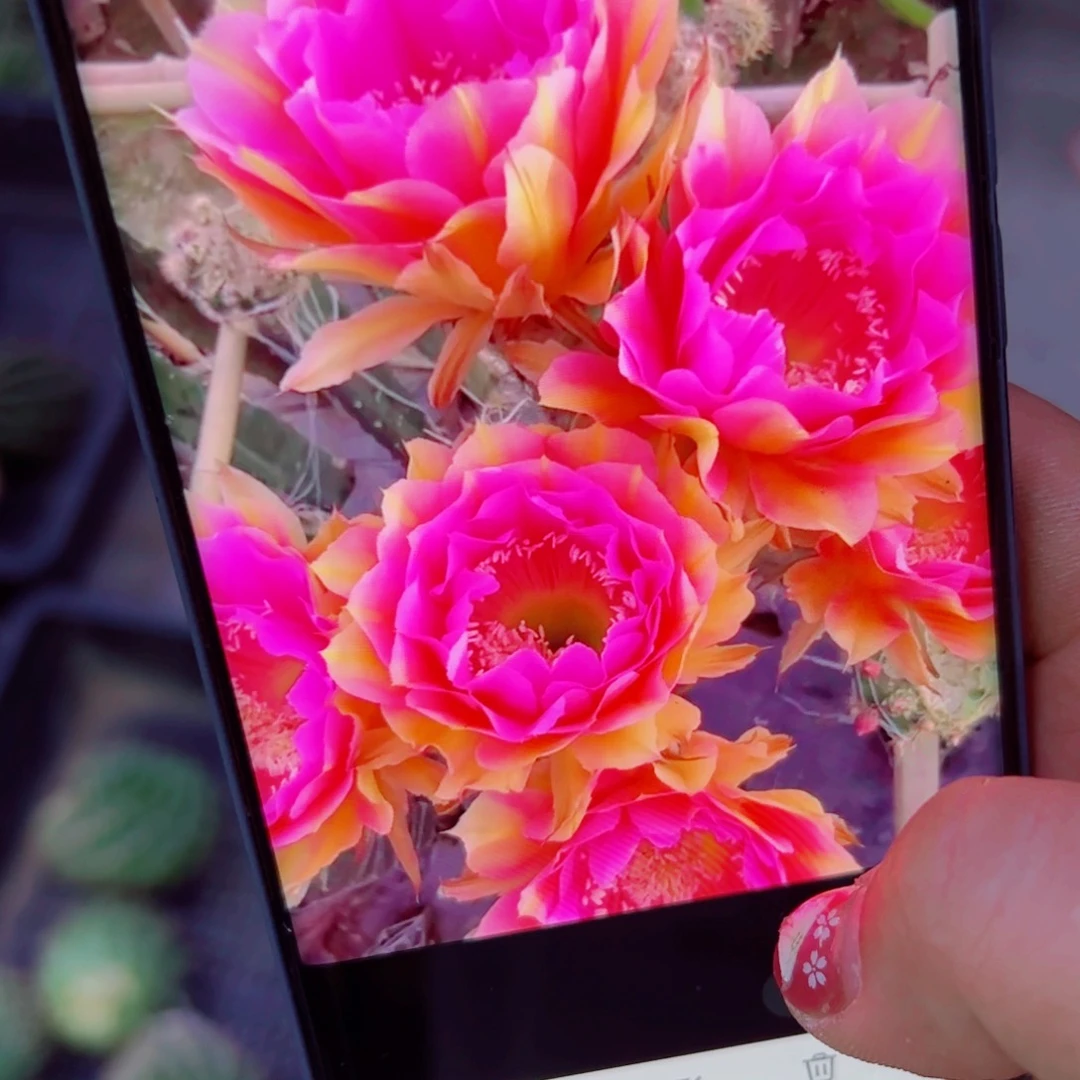 下77彩草雅典娜歪无根侧芽4公分左右20包邮