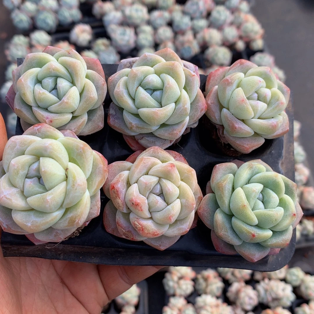 精控单头冰玉4.5公分6颗一物一拍