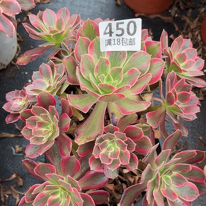450女巫拉丝朵朵发发发不包断枝