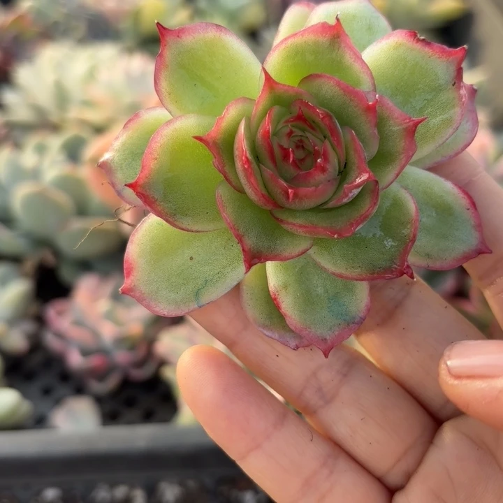 侧影锦多肉植物满18包邮