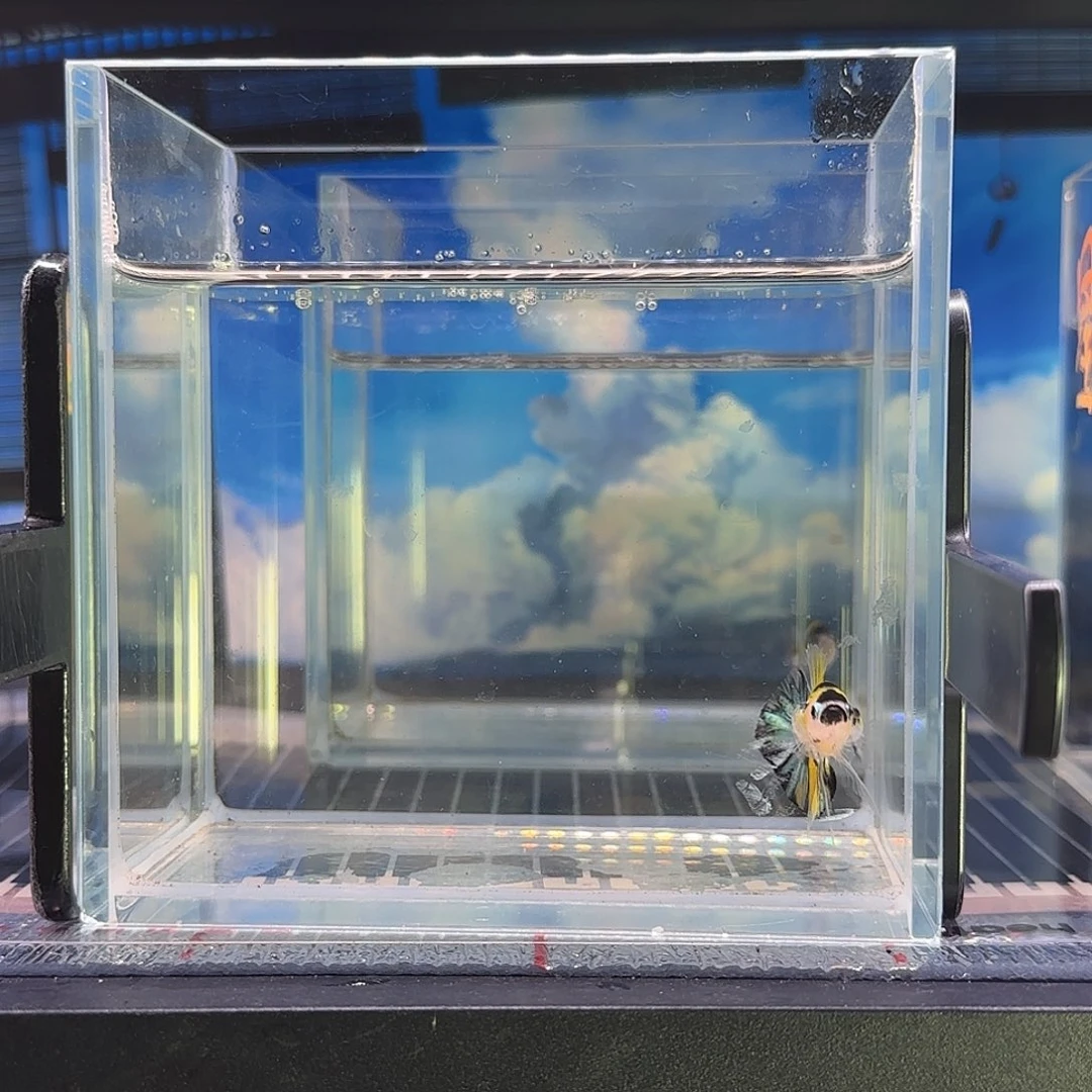 斗鱼精品斗鱼vip高端马来黄星河