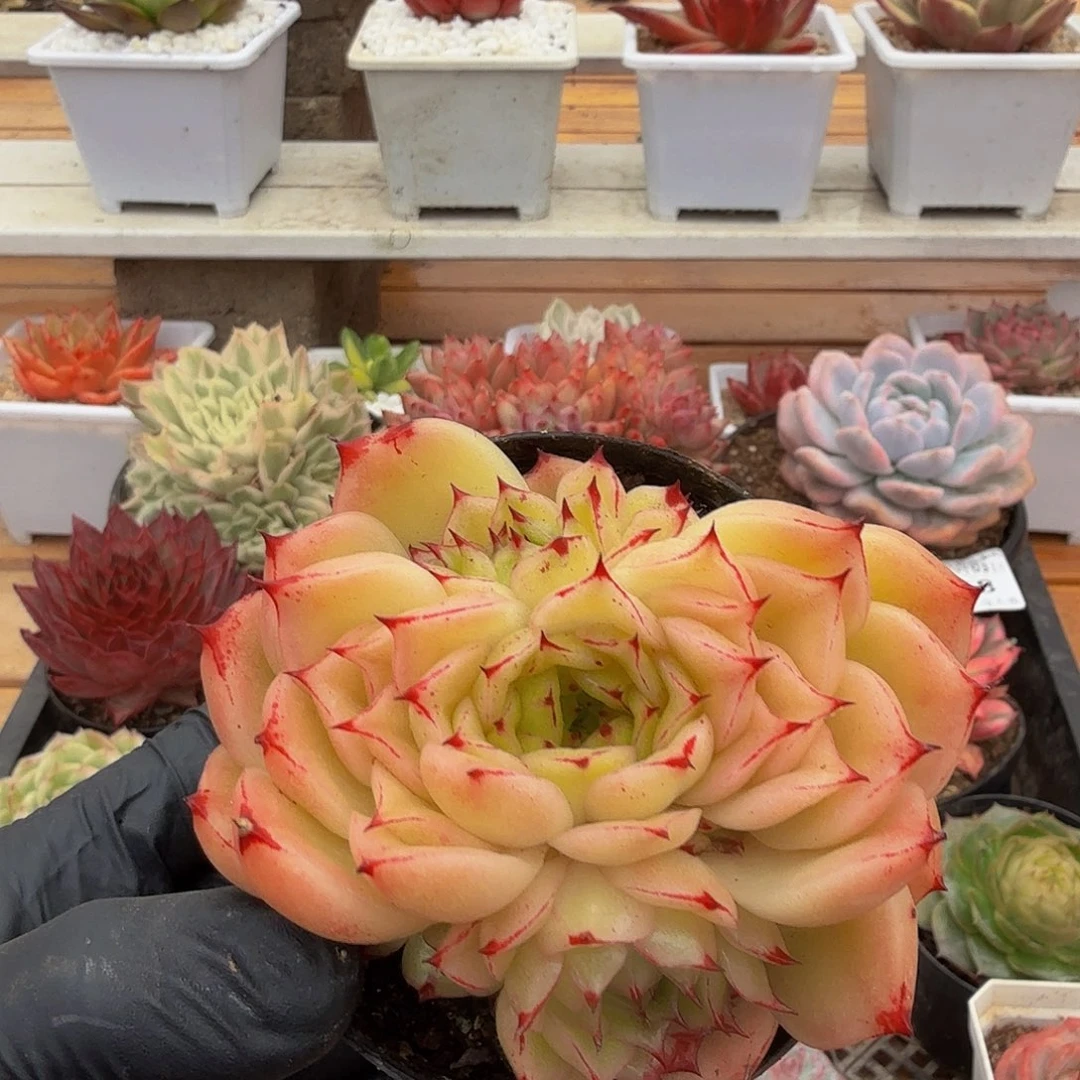 1103-75不知名群a