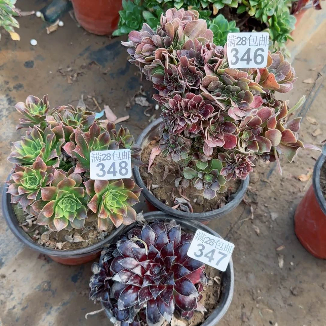多肉346+347+348满28包邮断枝不包