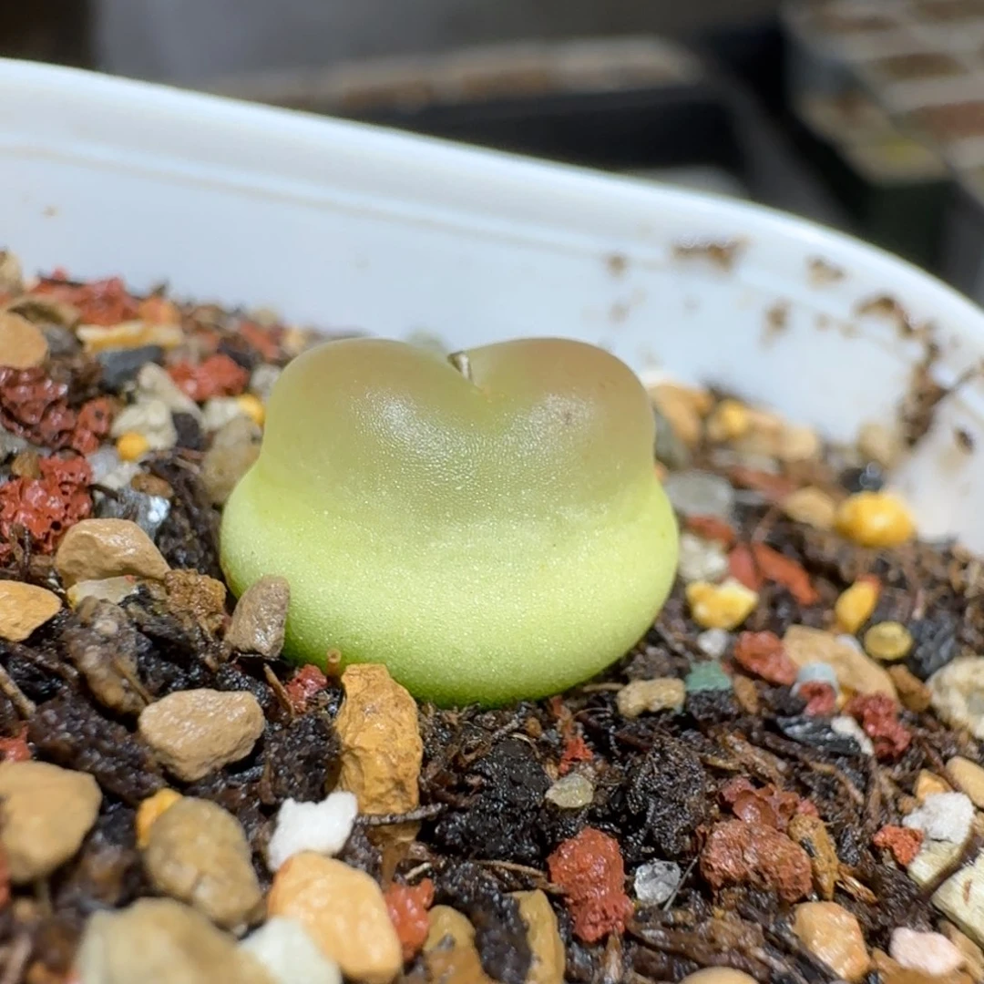 红陶青*?0126-88拉登拉登