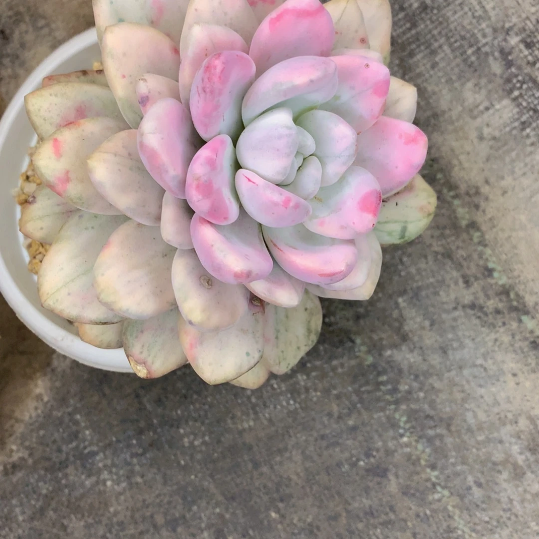 友家多肉一物一拍