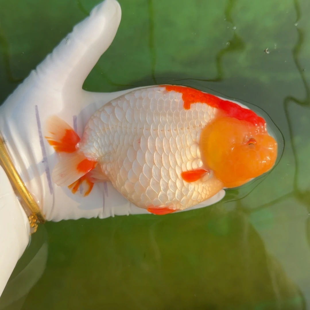 金鱼000012红顶红白