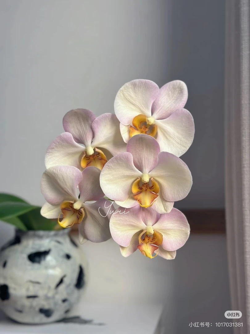 （和鸣-油画）蝴蝶兰3.0寸平杯刚出根系 只是苗 嫌苗小者慎拍无售后