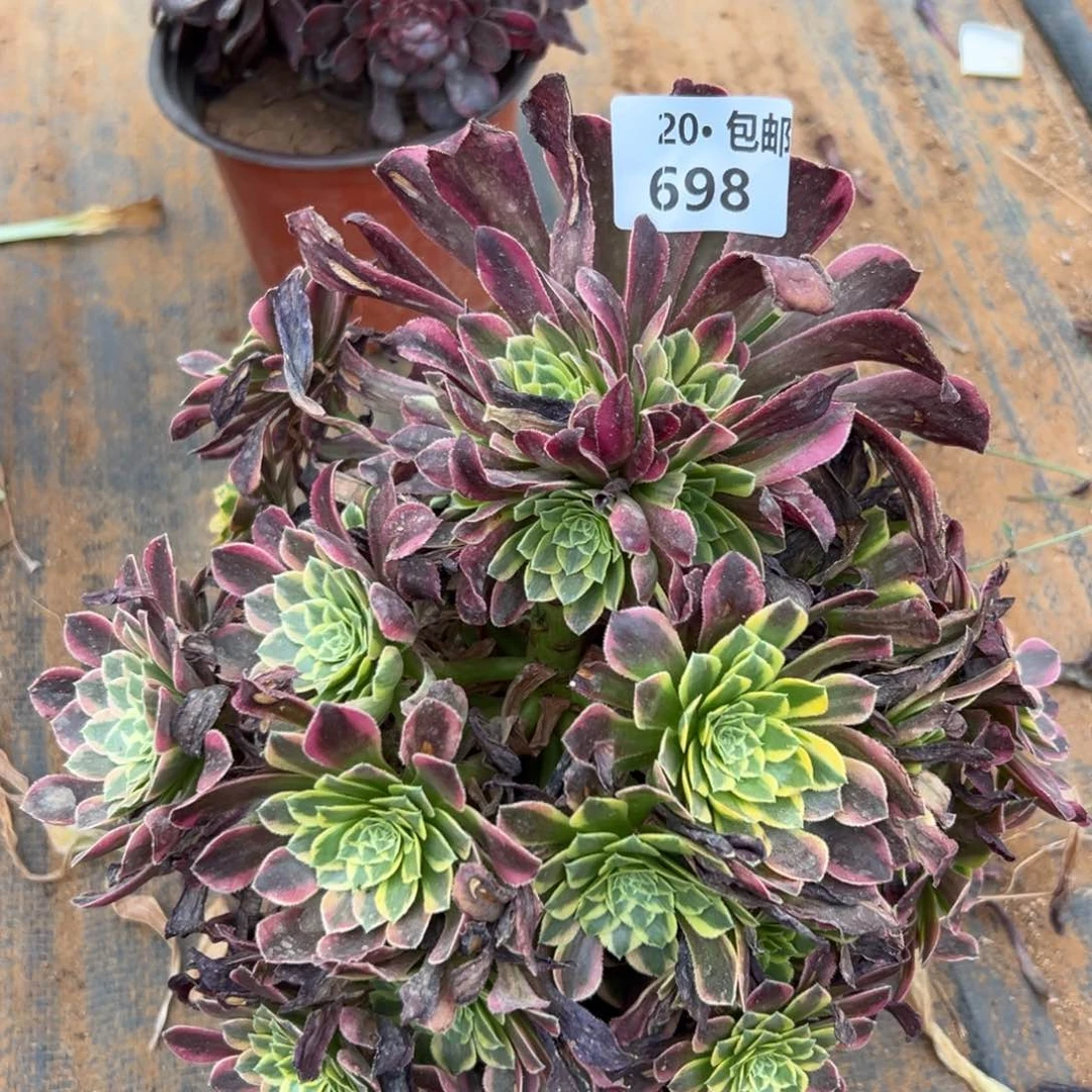 听***芯698朝霞，满20包邮