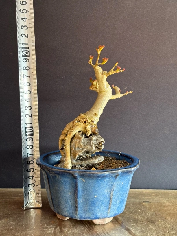 附石对接白蜡茶桌办公桌掌中宝盆景