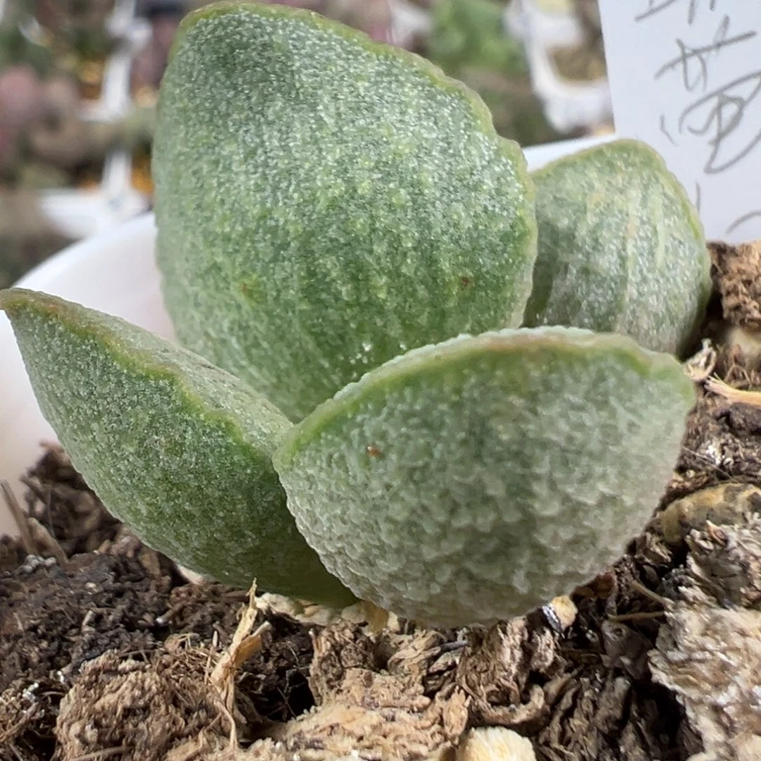 w流萤多肉植物水泡