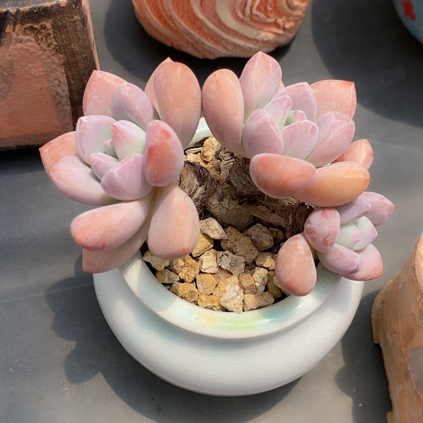 【闪购商品】奥普带盆