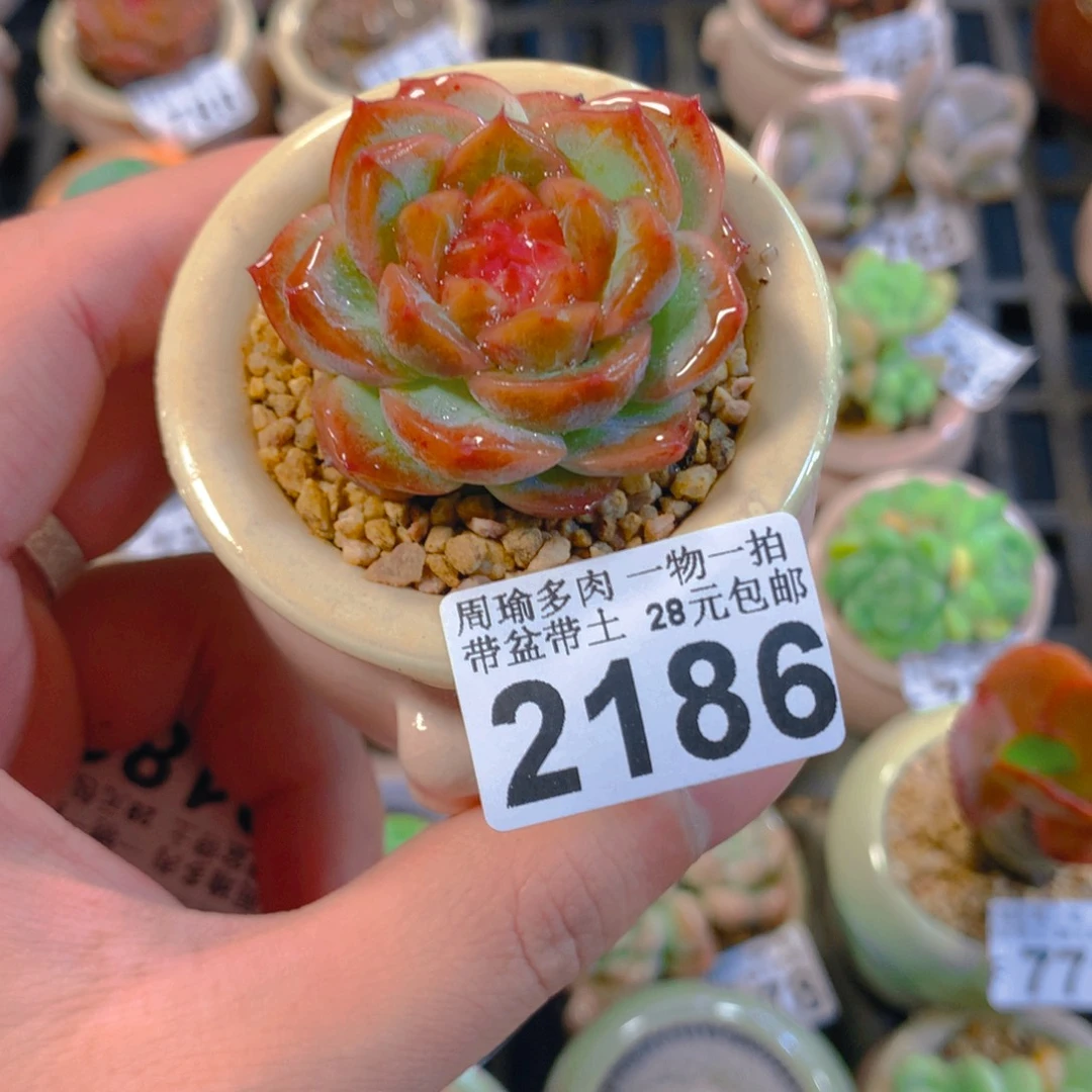 5厘米盆精控多肉2186