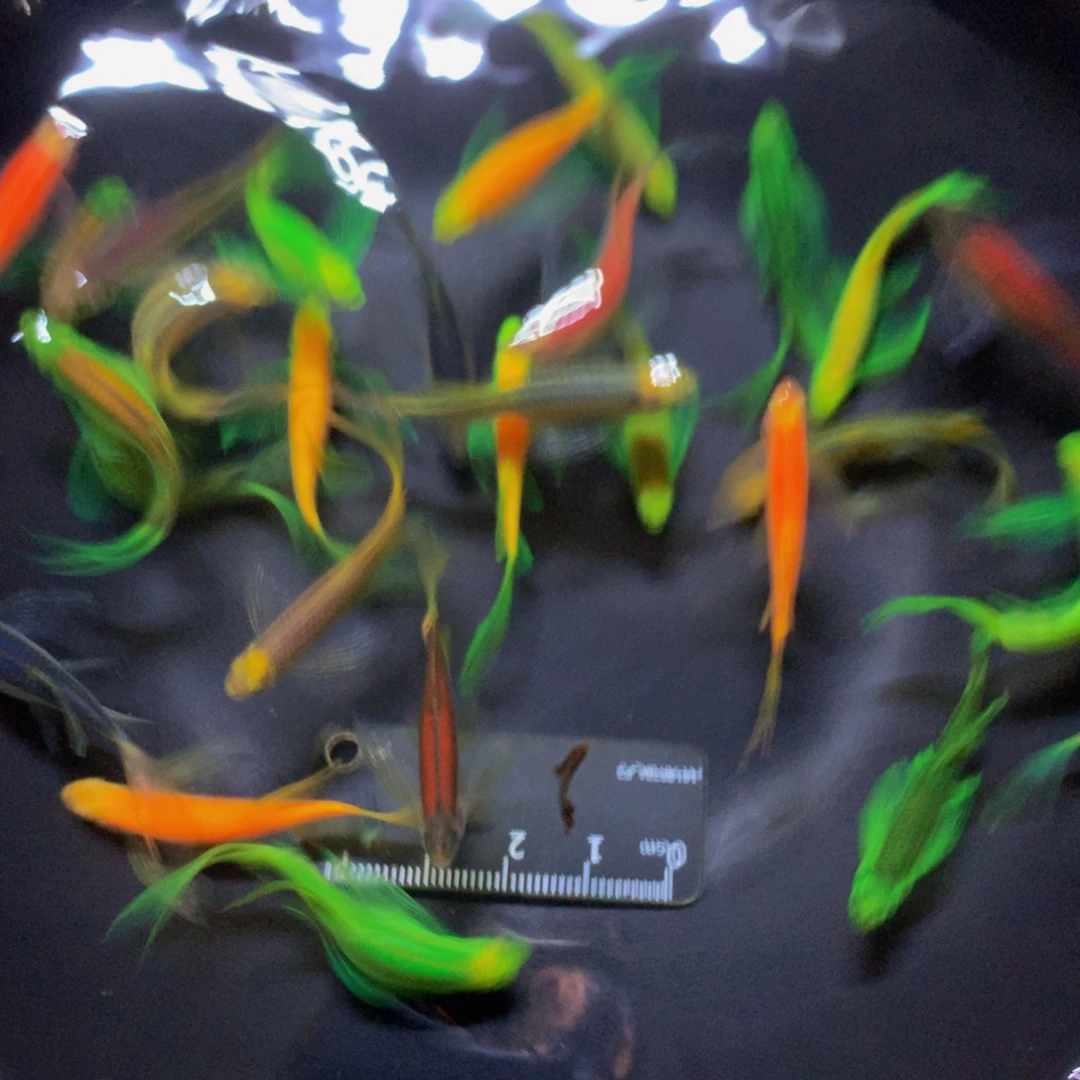 斑马鱼30只蝶翼斑马4-5厘米