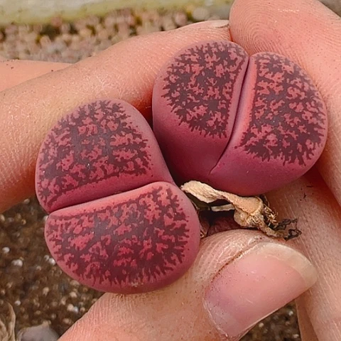 21083团团圆圆呀呀