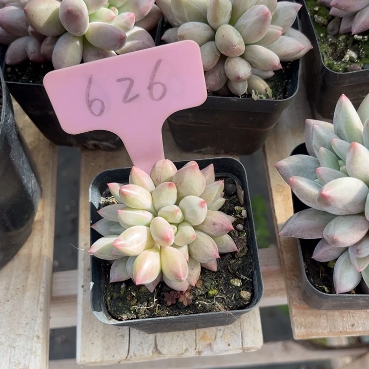 红蜻蜓多肉植物626