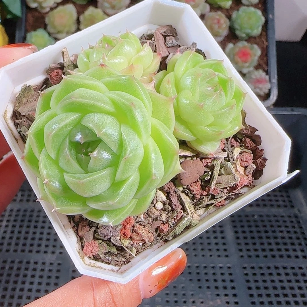 1012-25麦秆优选不包整