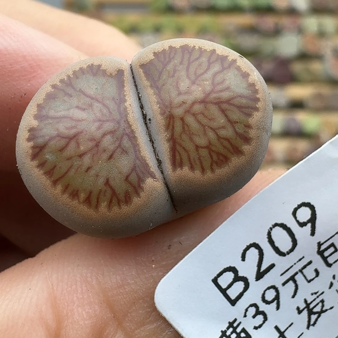 209腿略长哈哈哈哈干