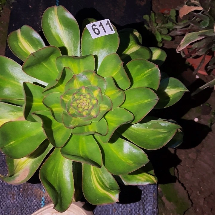 611燕姿多肉中班多肉植物处理不售后