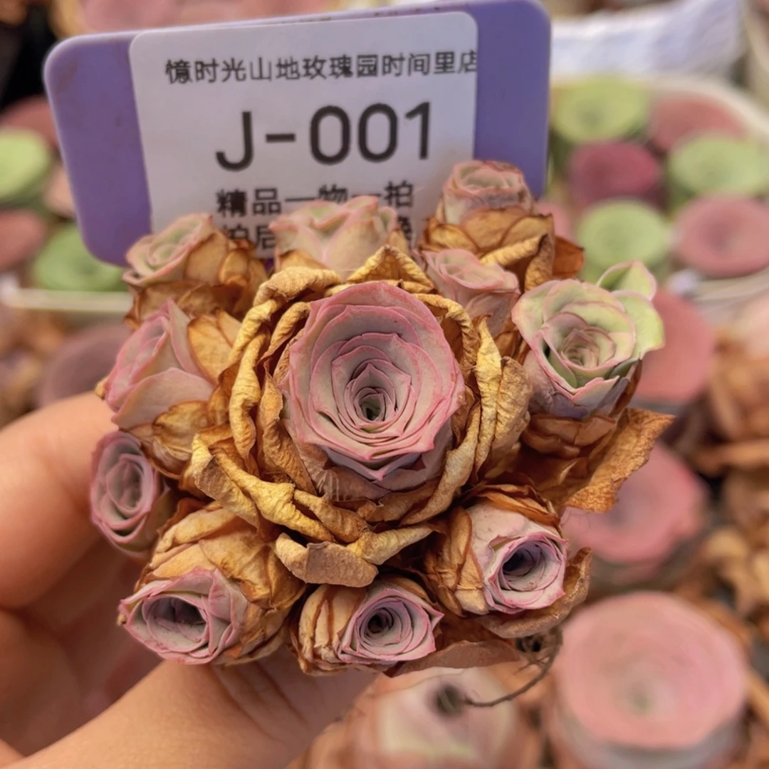 山地玫瑰J001断枝不包损不售后