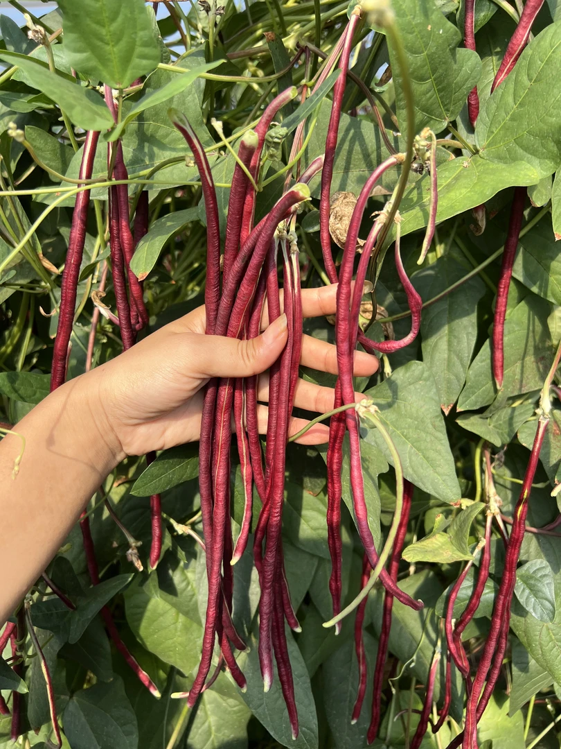 【1农家7寸红红豇豆】苏北自家种植新鲜露天嫩紫缸豆红缸豆泡缸豆