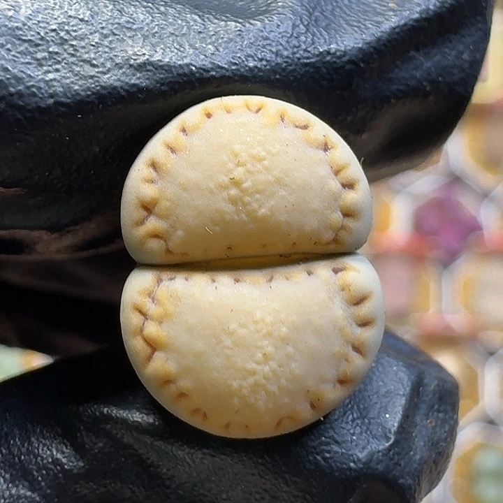 生石花1111。    217