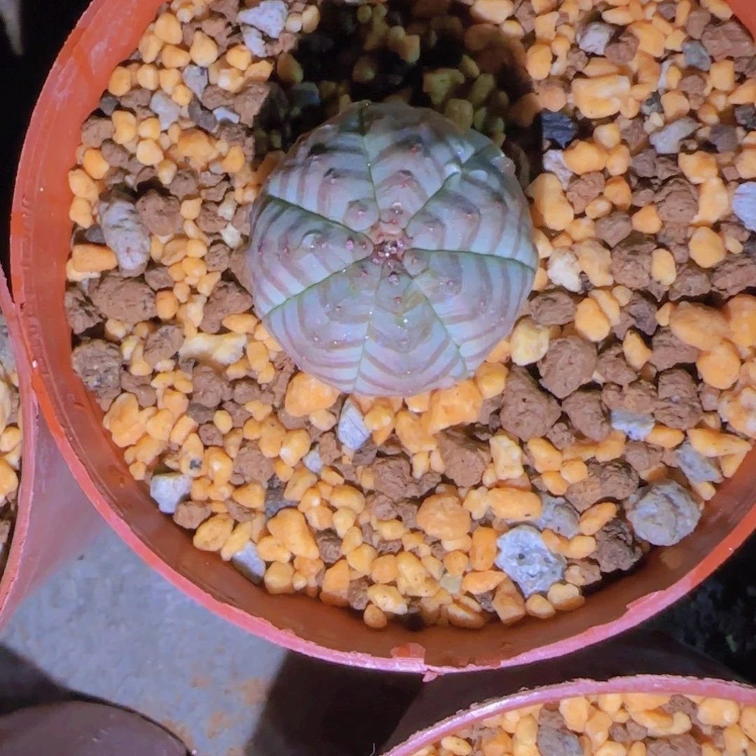 蔡**·块根植物块根植物