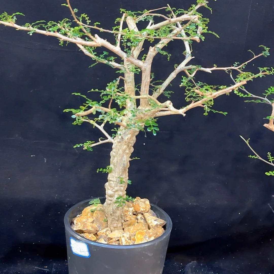 潮流植物列加漆树，爆瘤