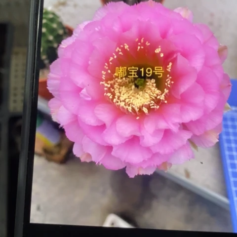 无花朵19 号彩草仙人球侧芽1.5+