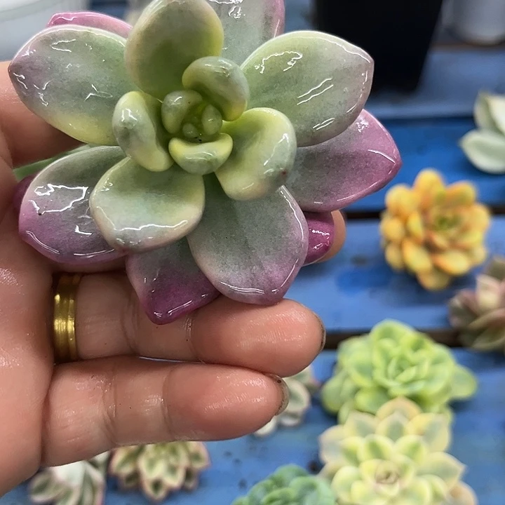 577红洛神锦炸多肉植物