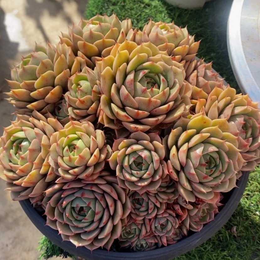 【闪购商品】安****)多肉植物