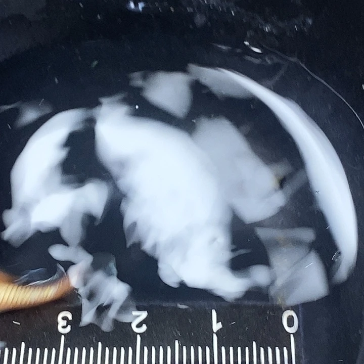 蓝口孵鱼林血赤壁一组65