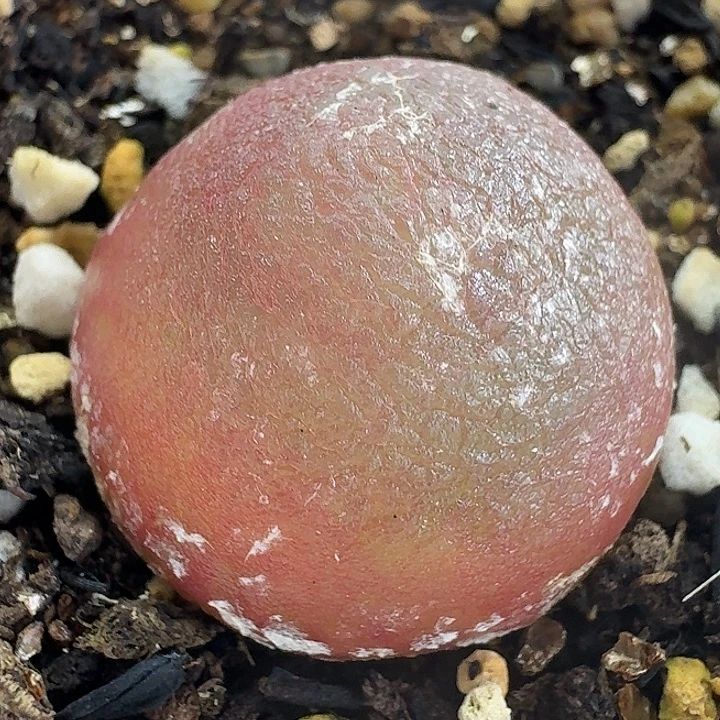 老马生石花2.5灯泡1510