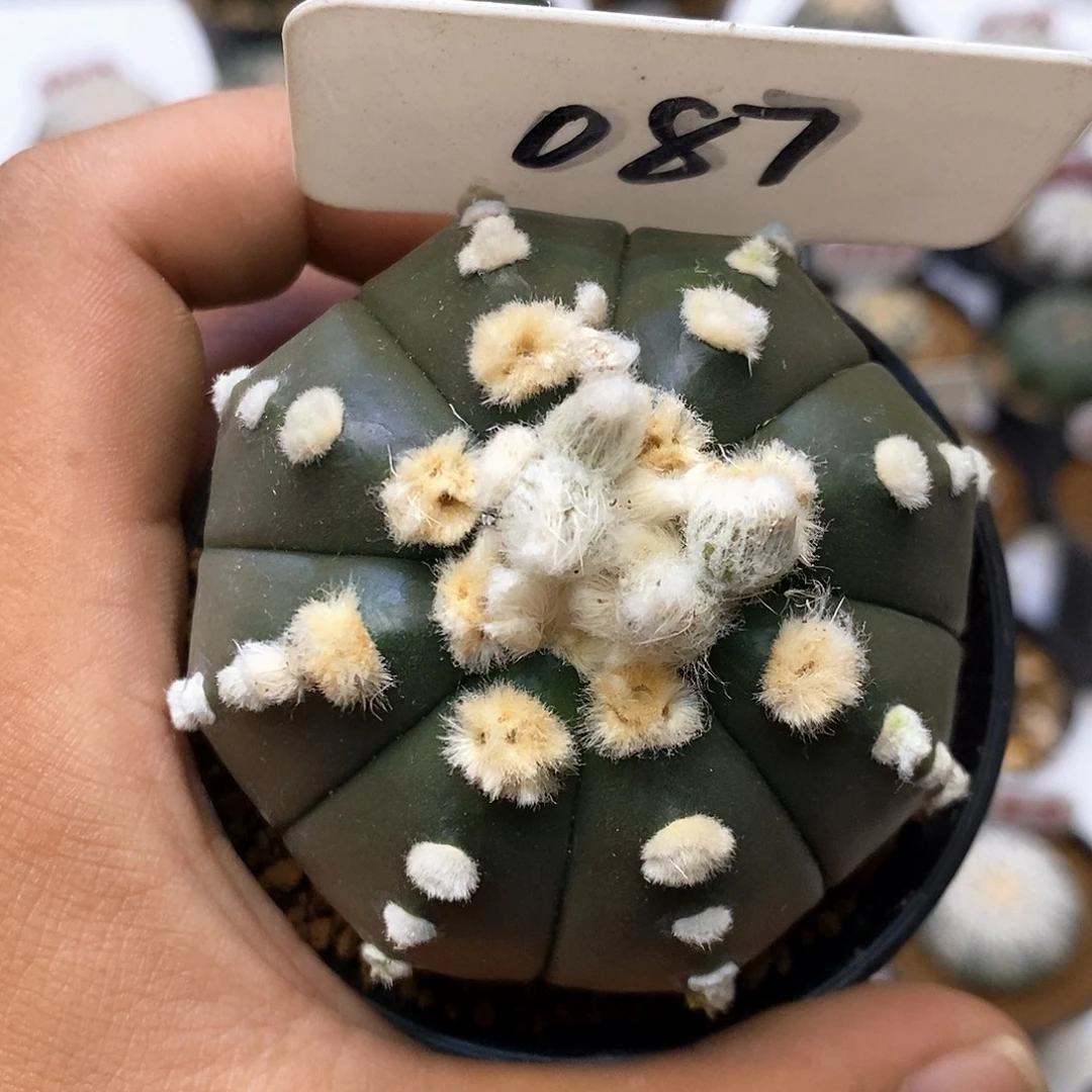 087福利特价来了打特价