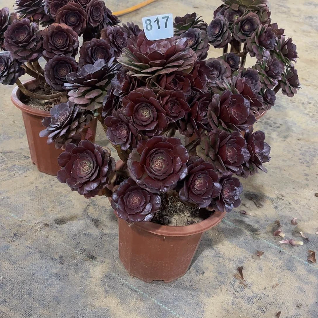 j****n多肉植物一物一拍817