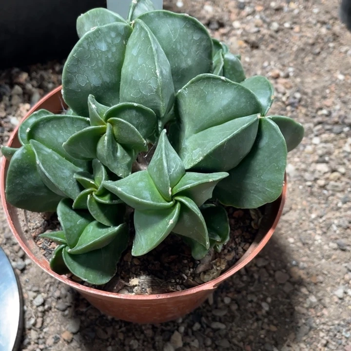 刚***哥实生一颗多头群带盆发