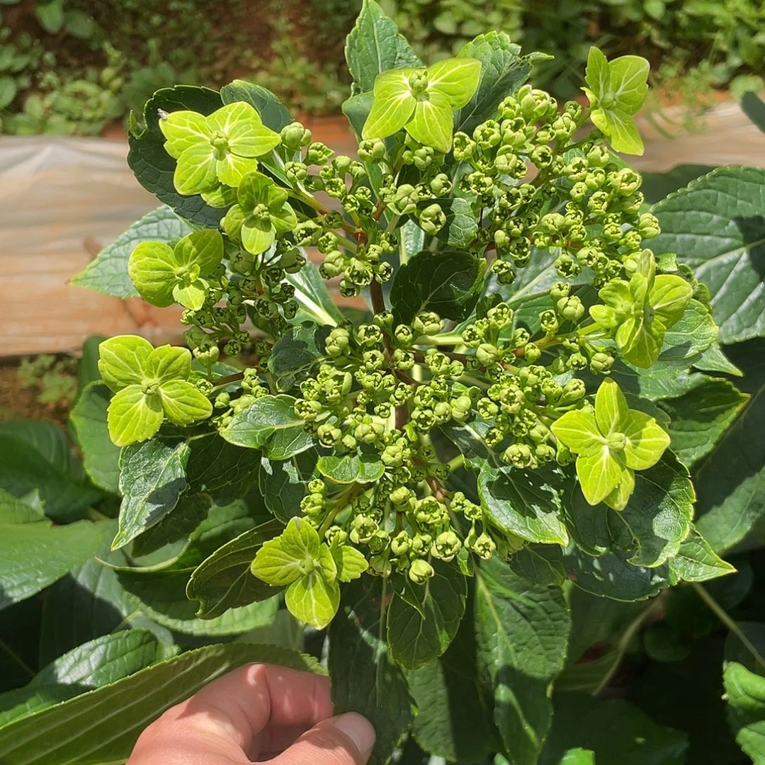 绣球切花一物一拍3枝起包邮，62