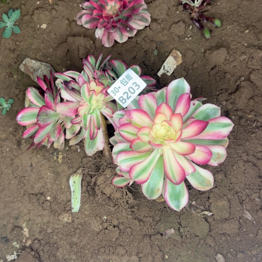 2颗倾城多肉不包断枝