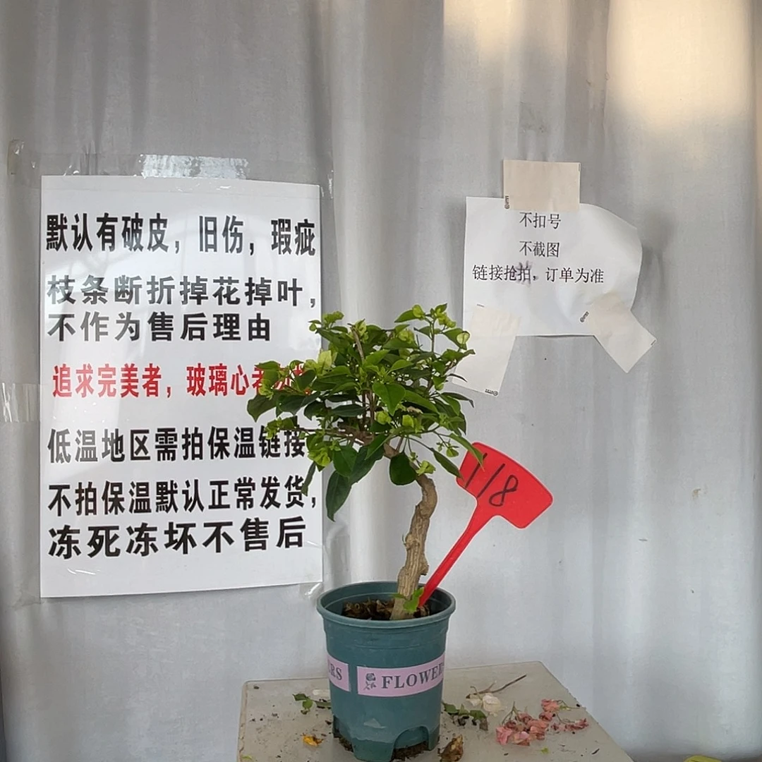 当前无花栽培后可以开花118绿樱桩