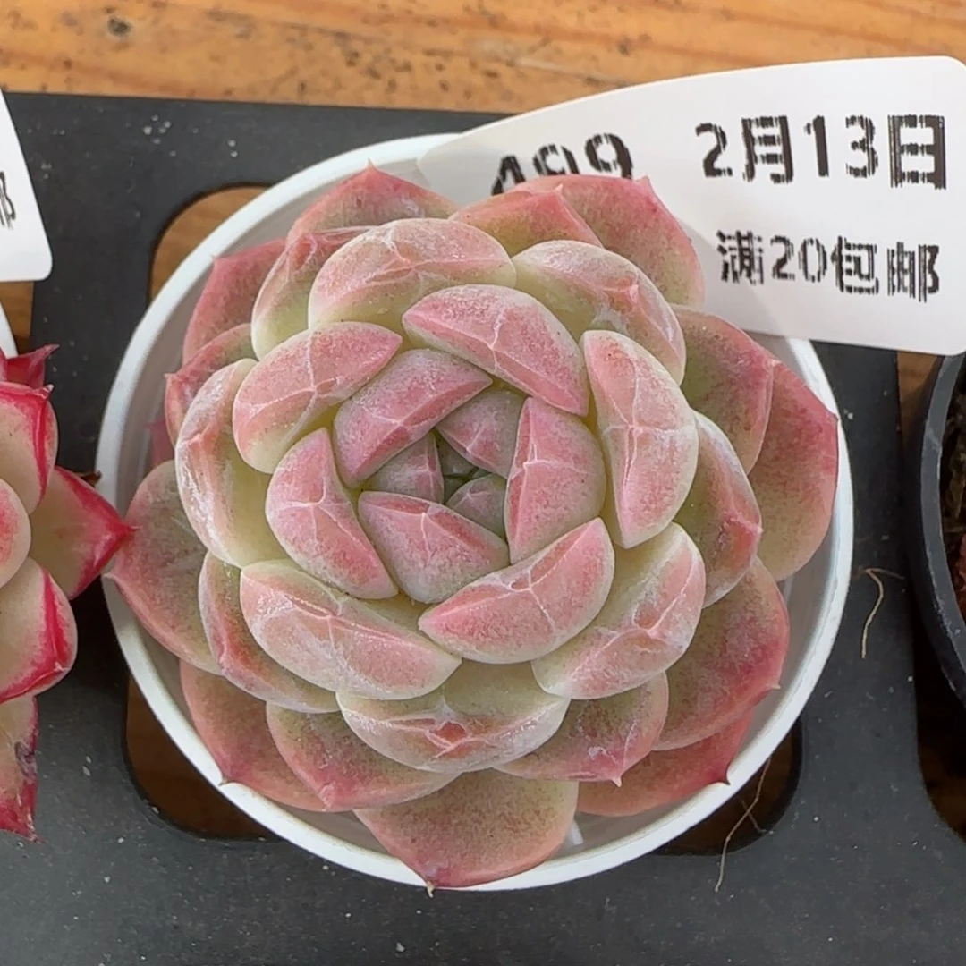 费*蒙花语逸境0213-499