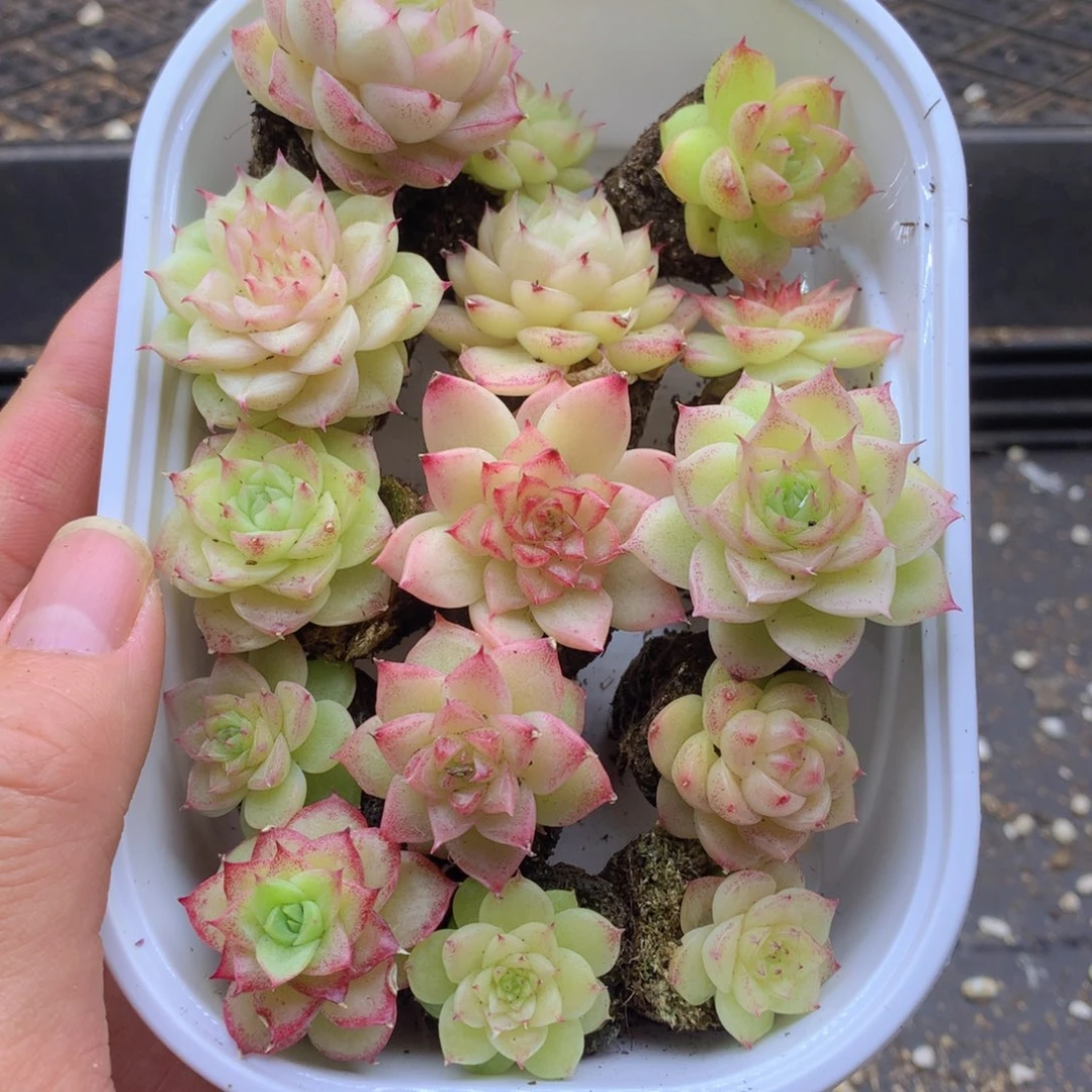 反反复复还是很开心026