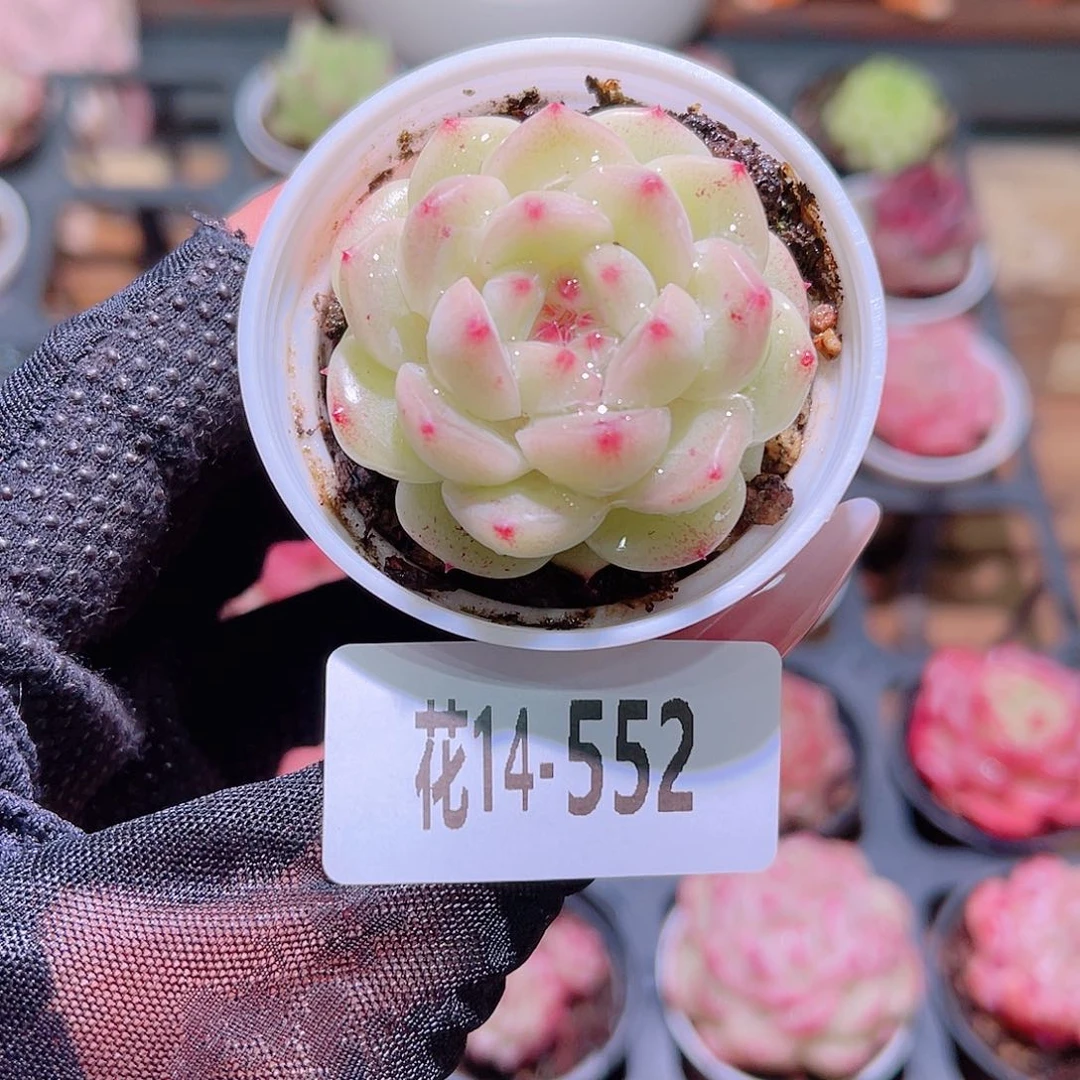 花利美14-552新品