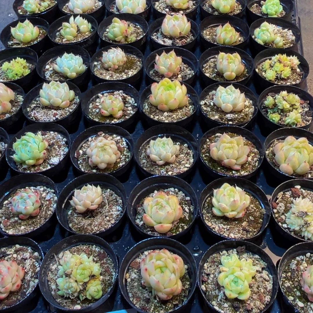 633多肉植物的生长发育规律