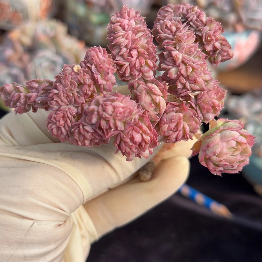 微瑕新年快乐 新年快乐