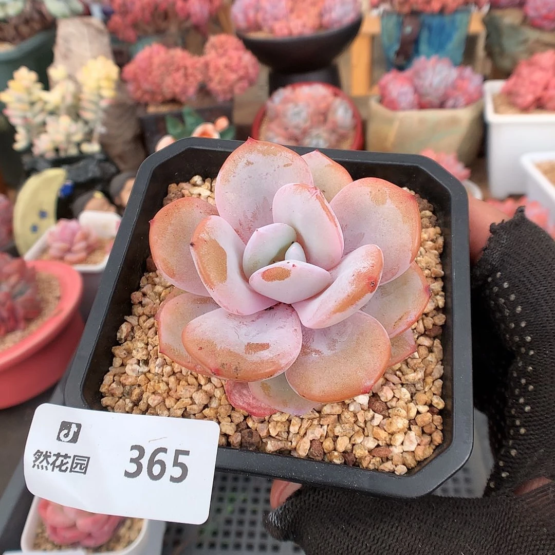 365奶茶多肉植物666