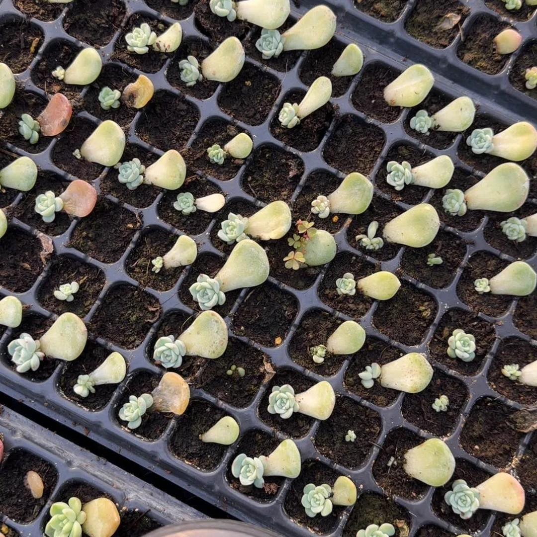 玄子t1 穴一个满25包邮